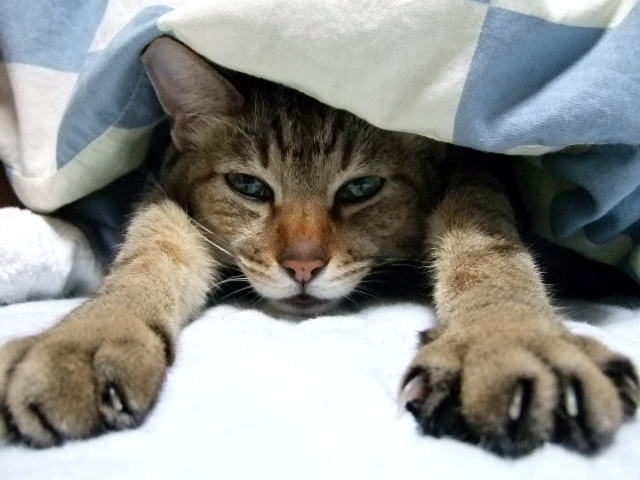 布団にいる猫