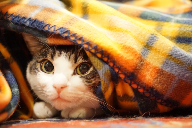 毛布にもぐっている猫