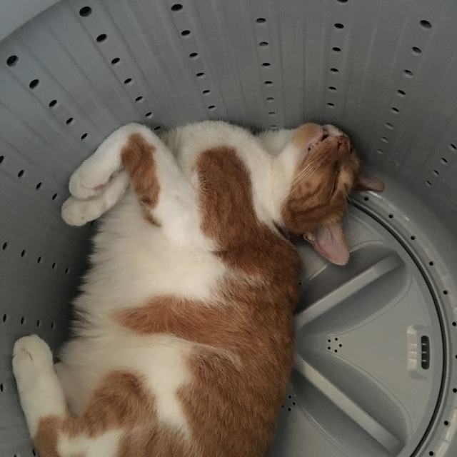 洗濯機にいる猫