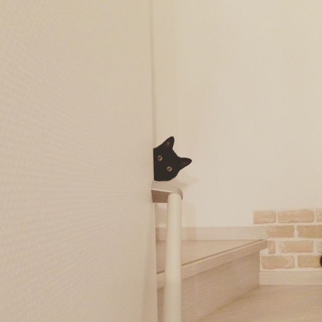 壁からのぞく猫