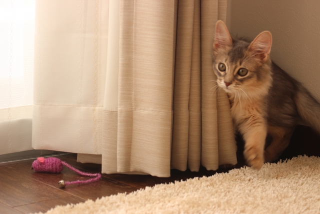 �J�[�e���̋߂��ŗV�ԔL