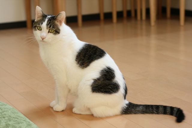 �t���[�����O�ɍ���L