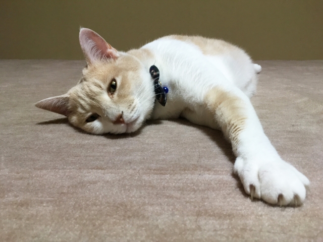 カーペットにいる猫