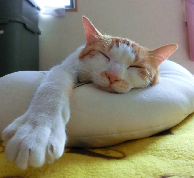 クッションの上にいる猫