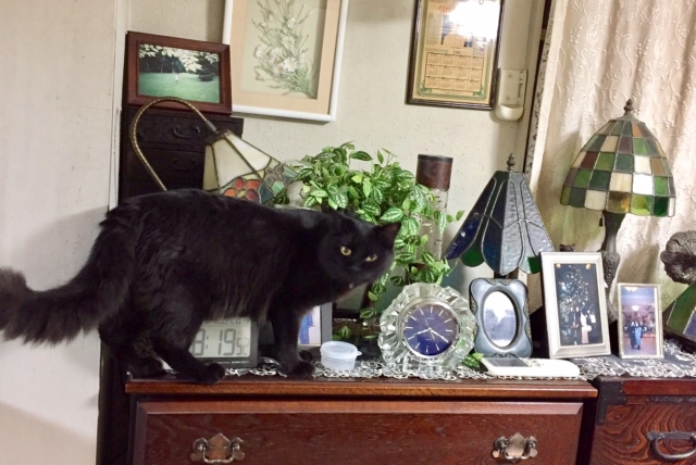 家具の上にいる猫