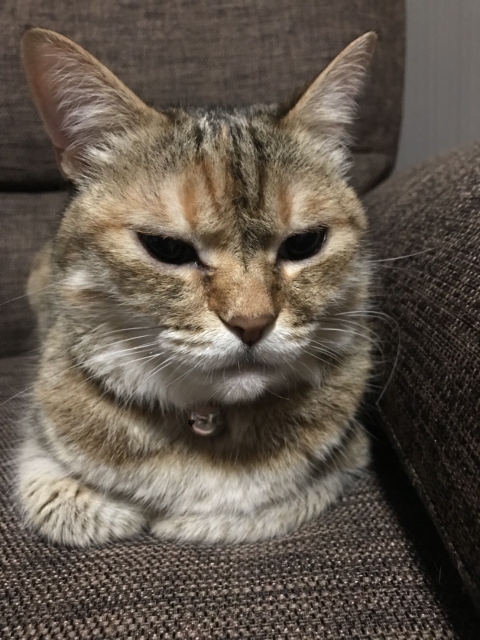 ソファーにいる猫