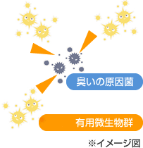 悪玉菌と善玉菌