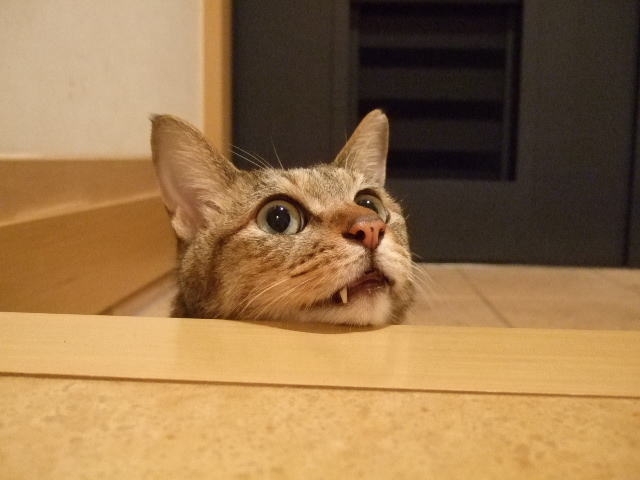 玄関にいる猫
