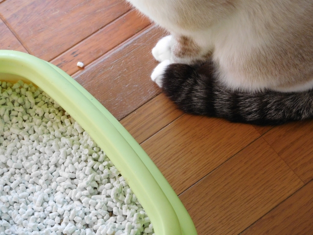 �g�C���ȊO�őe������L