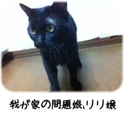 我が家の猫りり嬢