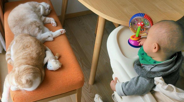 猫ピタお客様の感想写真