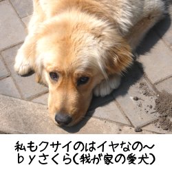 愛犬さくらの写真